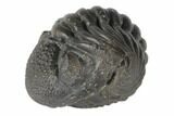 Wide, Enrolled Pedinopariops Trilobite - Mrakib, Morocco #125103-4